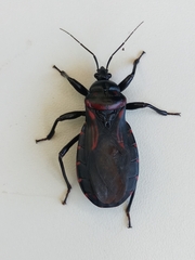 Brontostoma colossus