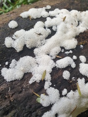 Ceratiomyxa fruticulosa