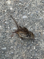 Poodytes punctatus vealeae