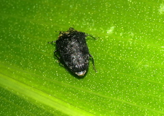 Trachys auricollis
