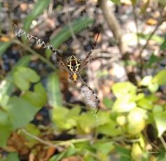 Argiope anasuja