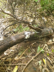 Ceratiomyxa fruticulosa