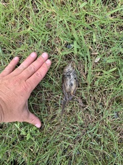 Poodytes punctatus vealeae