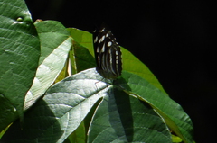Nymphalidae