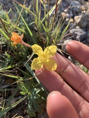 Oenothera lavandulifolia