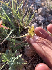 Oenothera lavandulifolia