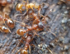 Myrmica