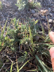 Oenothera lavandulifolia