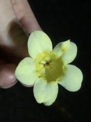 Gelsemium sempervirens