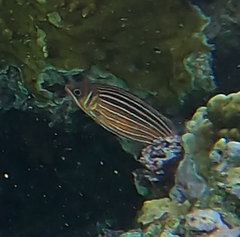 Sargocentron diadema