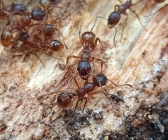Myrmica