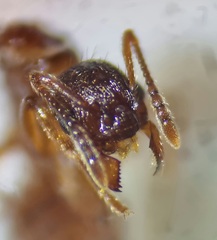 Myrmica