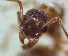 Myrmica