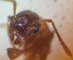 Myrmica