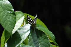 Nymphalidae