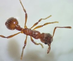 Myrmica