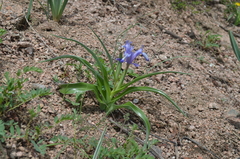 Iris graeberiana
