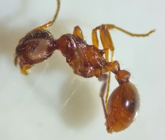 Myrmica