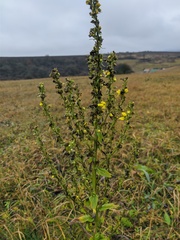 Verbascum chaixii