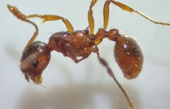 Myrmica