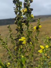 Verbascum chaixii