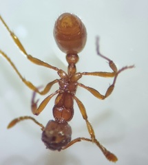 Myrmica
