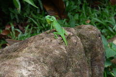 Bronchocela cristatella