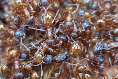 Myrmica