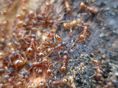 Myrmica