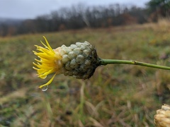 Centaurea orientalis