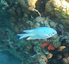 Amblyglyphidodon indicus