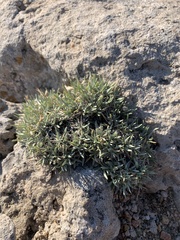 Astragalus spatulatus