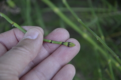 Equisetum × moorei