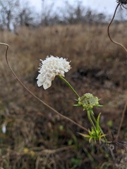 Cephalaria
