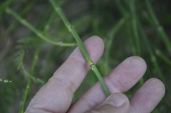 Equisetum × moorei