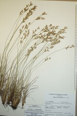 Juncus secundus