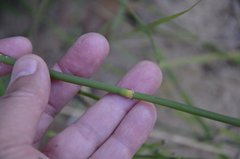Equisetum × moorei