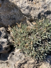 Astragalus spatulatus