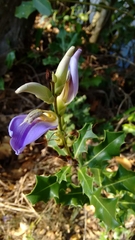 Acanthus ilicifolius