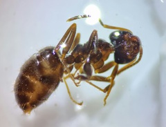 Lasius platythorax