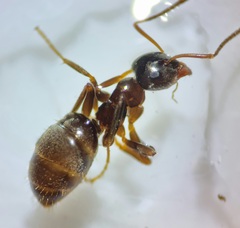 Lasius platythorax