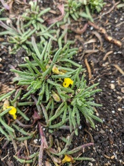 Ajuga chamaepitys chia