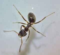 Lasius platythorax