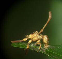 Ophiocordyceps humbertii