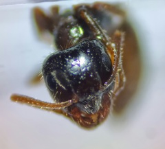 Lasius platythorax