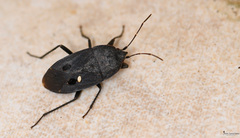 Graptopeltus validus