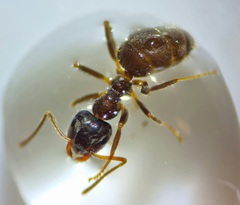 Lasius platythorax