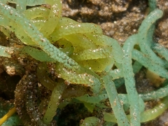 Bursatella leachii