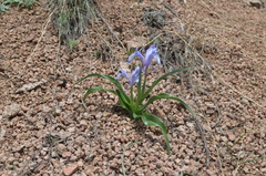 Iris graeberiana