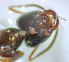 Lasius platythorax
